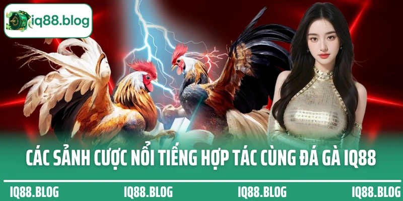 Các sảnh cược nổi tiếng hiện đang hợp tác cùng đá gà IQ88