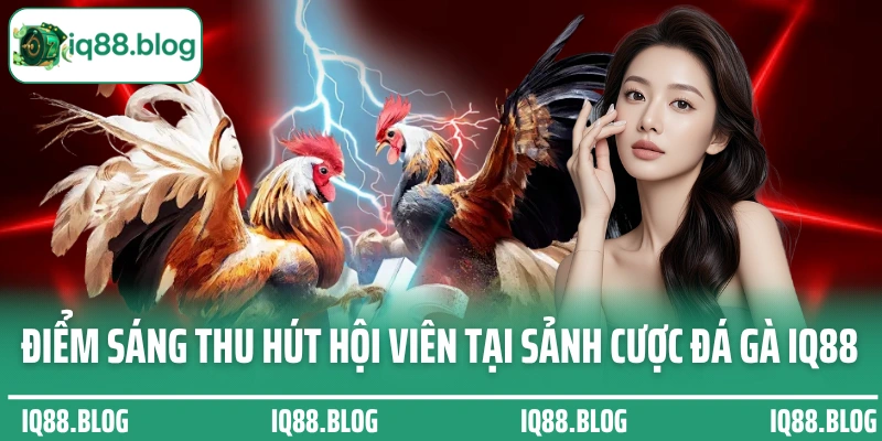 Điểm sáng thu hút hội viên tại sảnh cược đá gà IQ88