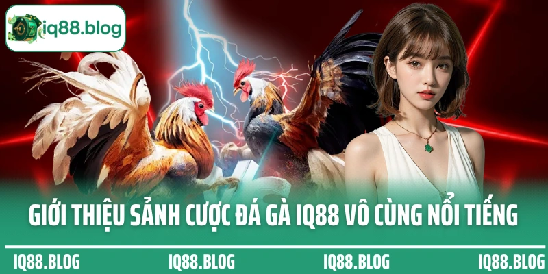 Giới thiệu sảnh cược đá gà IQ88 vô cùng nổi tiếng