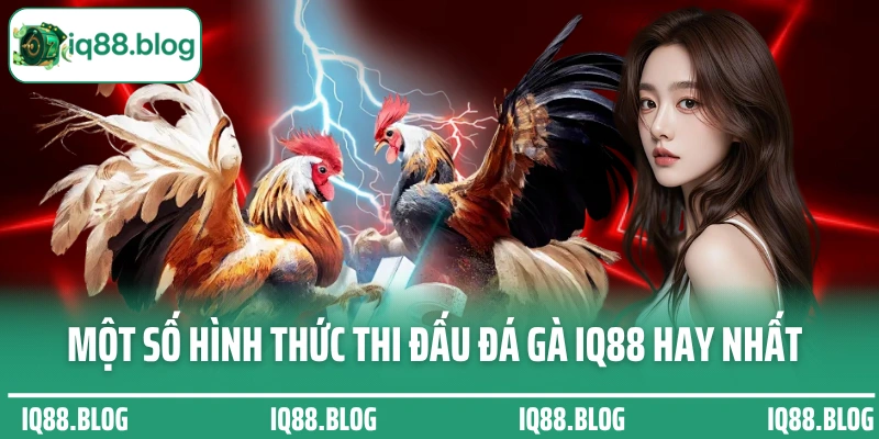 Một số hình thức thi đấu đá gà IQ88 hay nhất hiện nay